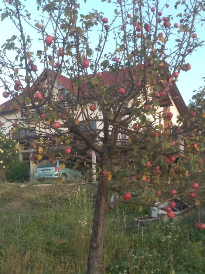 Vis Pension Viile Satu Mare Exteriör bild